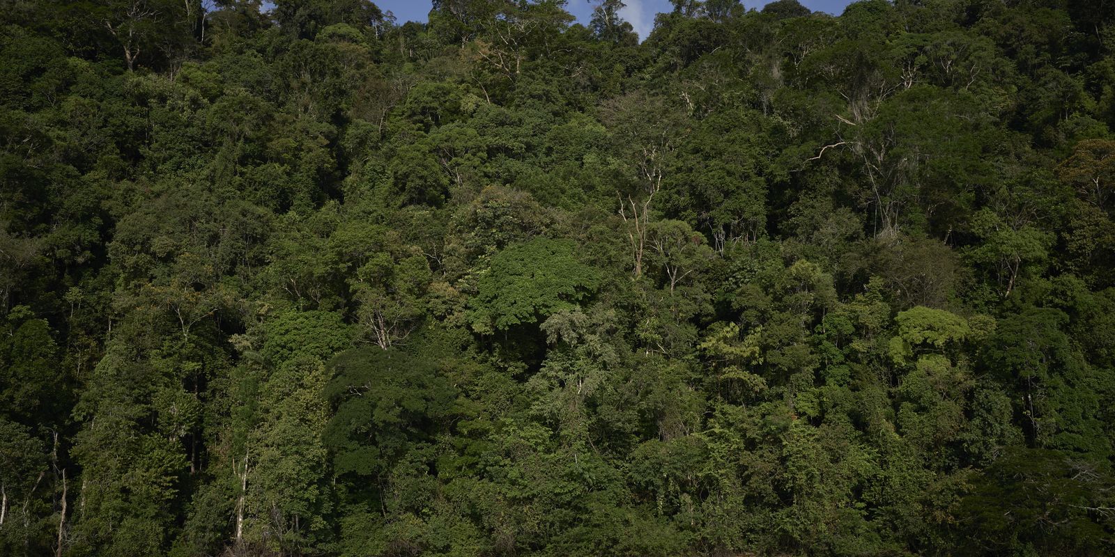 trilha-na-amazonia,-com-460-km,-sera-inaugurada-na-cop30