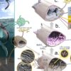 Estudo revela preservação de tecidos de pterossauro por 113 milhões