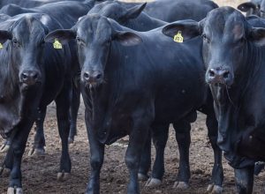 emissao-de-metano-no-brasil-subiu-6%-em-tres-anos