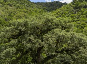 decreto-facilita-investimentos-na-recuperacao-de-florestas-publicas