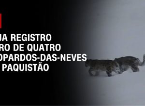 leoa-mata-menina-de-14-anos-perto-do-parque-nacional-de-nairobi,-no-quenia