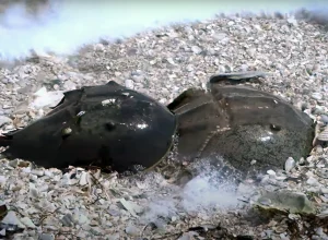 especie-milenar:-nasa-preserva-caranguejo-mais-antigo-que-os-dinossauros